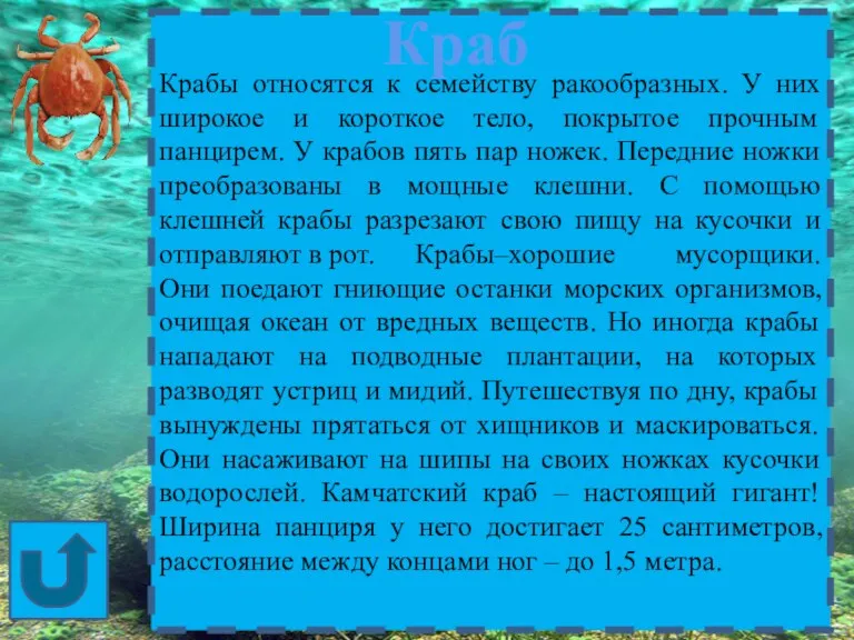 Крабы относятся к семейству ракообразных. У них широкое и короткое тело, покрытое прочным