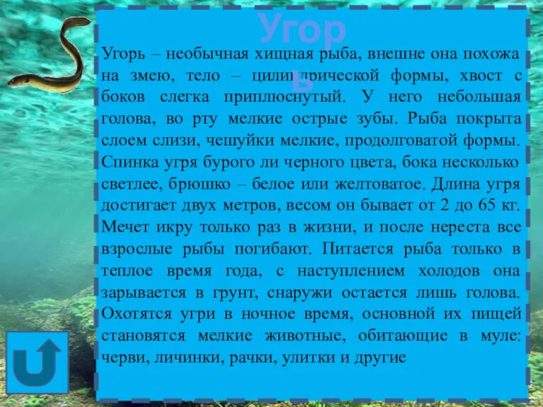 Угорь – необычная хищная рыба, внешне она похожа на змею, тело – цилиндрической