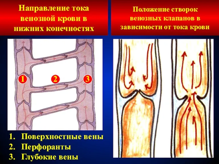 Направление тока венозной крови в нижних конечностях Поверхностные вены Перфоранты