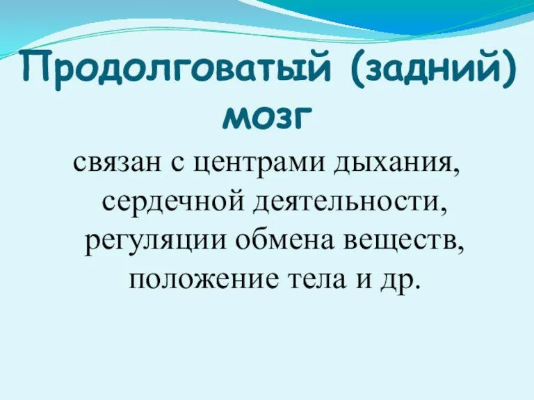 Продолговатый (задний) мозг связан с центрами дыхания, сердечной деятельности, регуляции обмена веществ, положение тела и др.