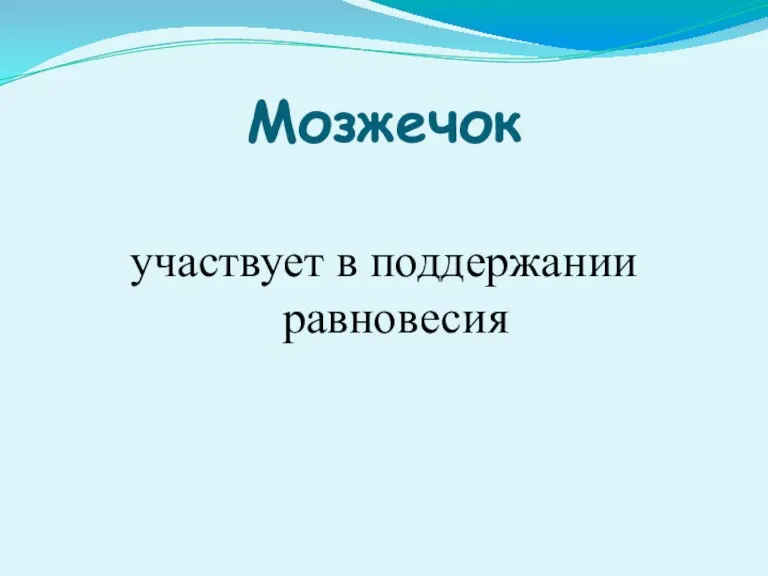 Мозжечок участвует в поддержании равновесия