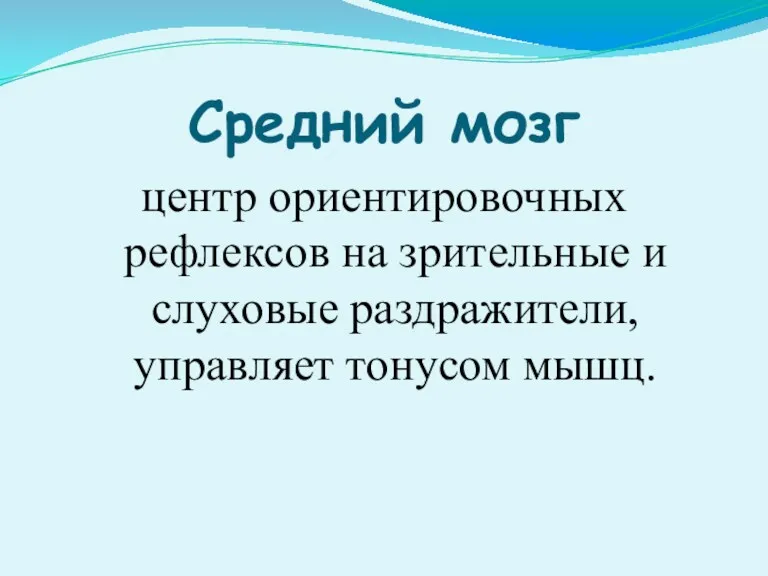 Средний мозг центр ориентировочных рефлексов на зрительные и слуховые раздражители, управляет тонусом мышц.