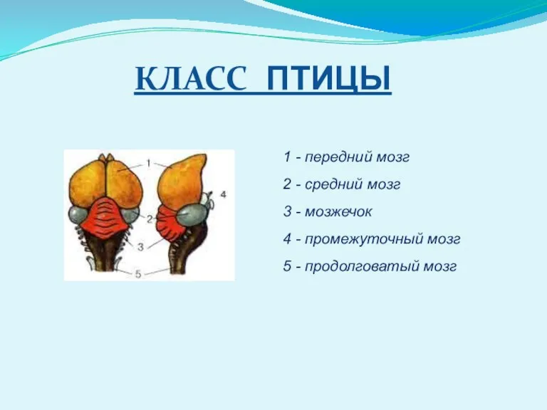 КЛАСС ПТИЦЫ 1 - передний мозг 2 - средний мозг