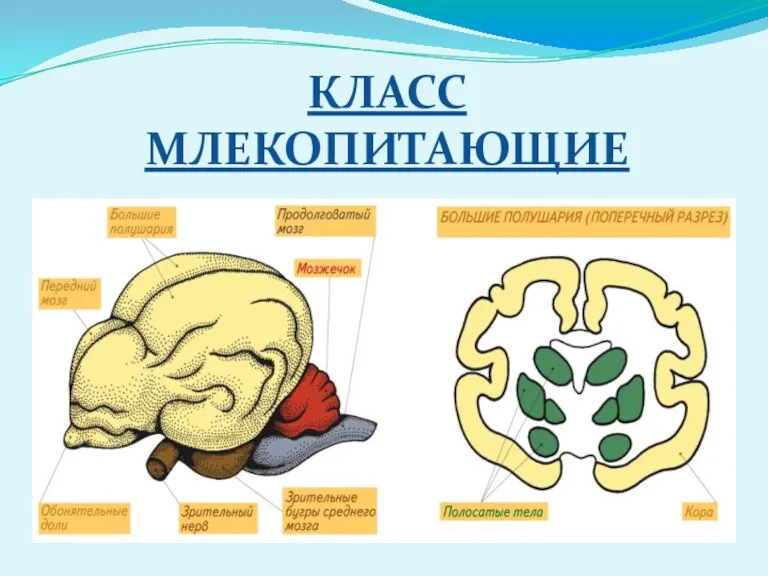 КЛАСС МЛЕКОПИТАЮЩИЕ