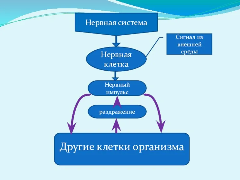 Другие клетки организма Нервная система Нервная клетка Сигнал из внешней среды раздражение Нервный импульс