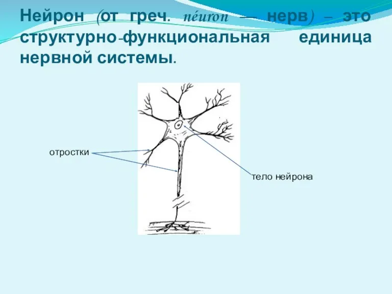 Нейрон (от греч. néuron — нерв) – это структурно-функциональная единица нервной системы. тело нейрона отростки