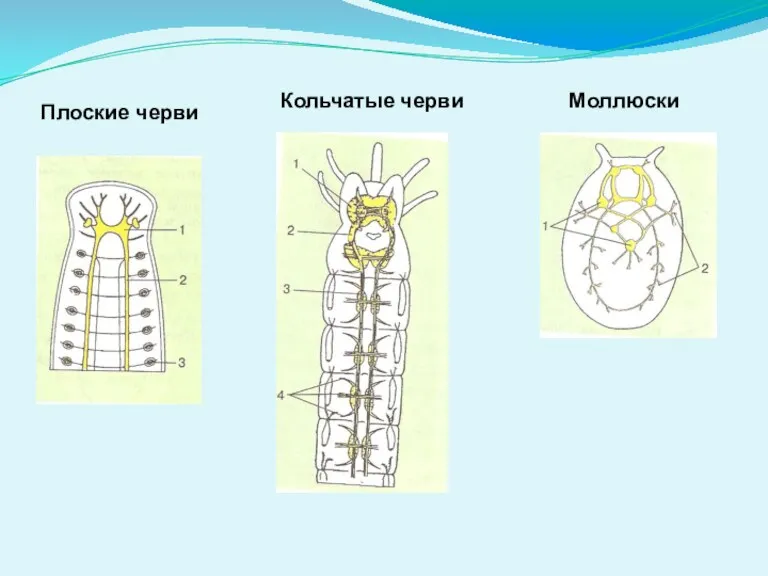 Моллюски Кольчатые черви Плоские черви