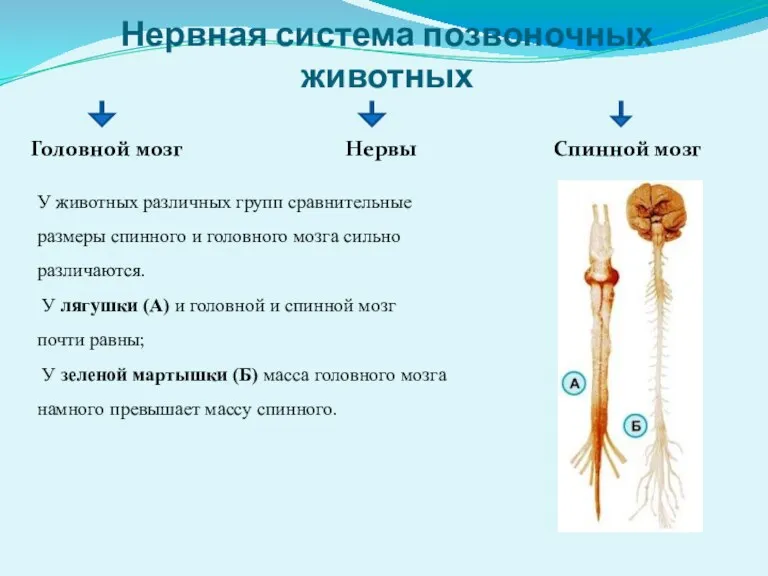 Нервная система позвоночных животных Головной мозг Нервы Спинной мозг У