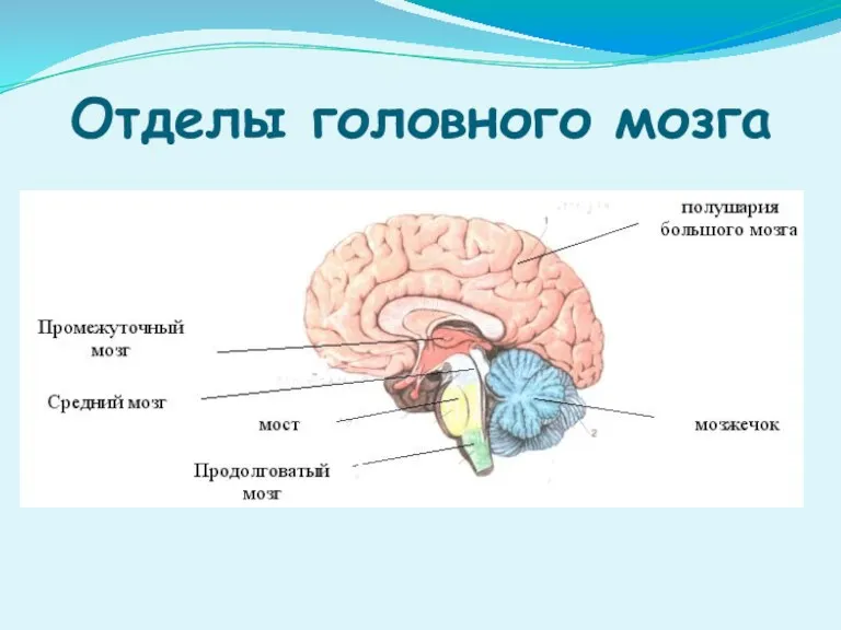 Отделы головного мозга