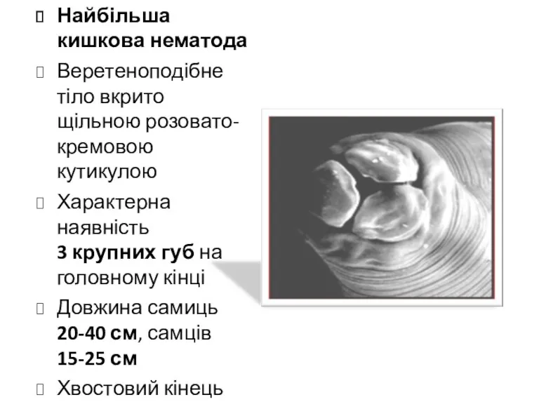 Найбільша кишкова нематода Веретеноподібне тіло вкрито щільною розовато-кремовою кутикулою Характерна
