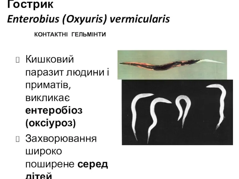 Гострик Enterobius (Oxyuris) vermicularis Кишковий паразит людини і приматів, викликає ентеробіоз (оксіуроз) Захворювання