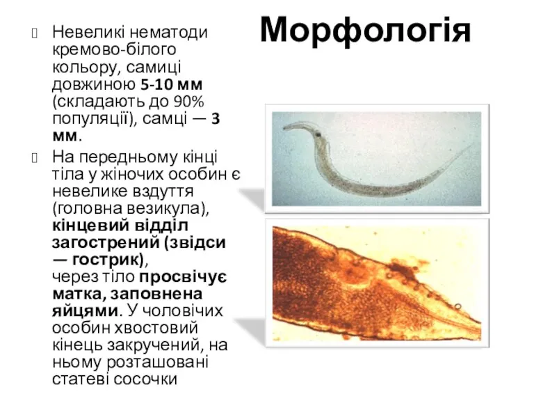 Морфологія Невеликі нематоди кремово-білого кольору, самиці довжиною 5-10 мм (складають