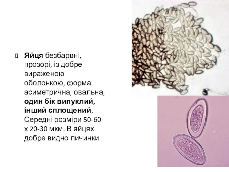 Яйця безбарвні, прозорі, із добре вираженою оболонкою, форма асиметрична, овальна,