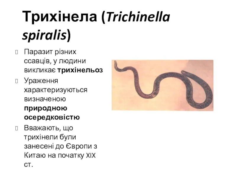 Трихінела (Trichinella spiralis) Паразит різних ссавців, у людини викликає трихінельоз