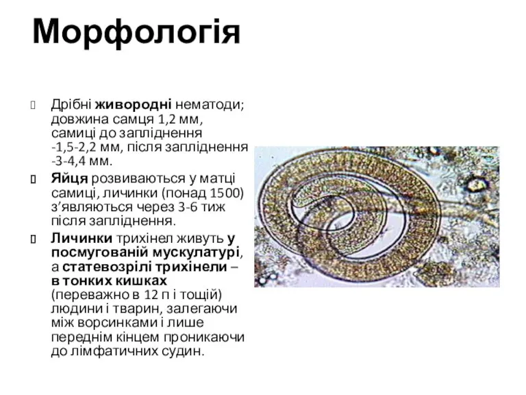 Морфологія Дрібні живородні нематоди; довжина самця 1,2 мм, самиці до запліднення -1,5-2,2 мм,