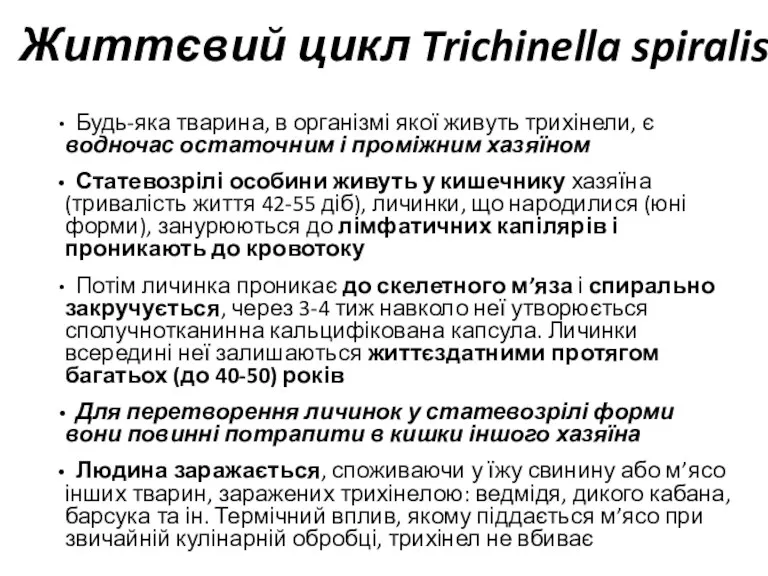 Будь-яка тварина, в організмі якої живуть трихінели, є водночас остаточним і проміжним хазяїном