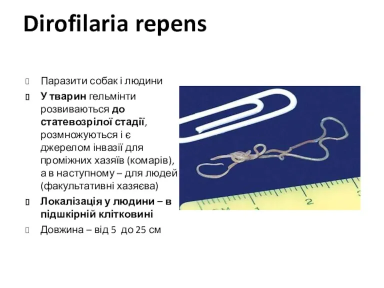 Dirofilaria repens Паразити собак і людини У тварин гельмінти розвиваються до статевозрілої стадії,