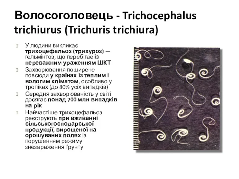 Волосоголовець - Trichocephalus trichiurus (Trichuris trichiura) У людини викликає трихоцефальоз (трихуроз) — гельмінтоз,