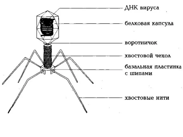 Строение вируса: бактериофаг