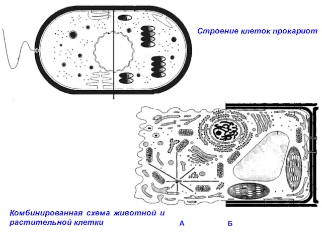 Строение клеток прокариот Комбинированная схема животной и растительной клетки А Б