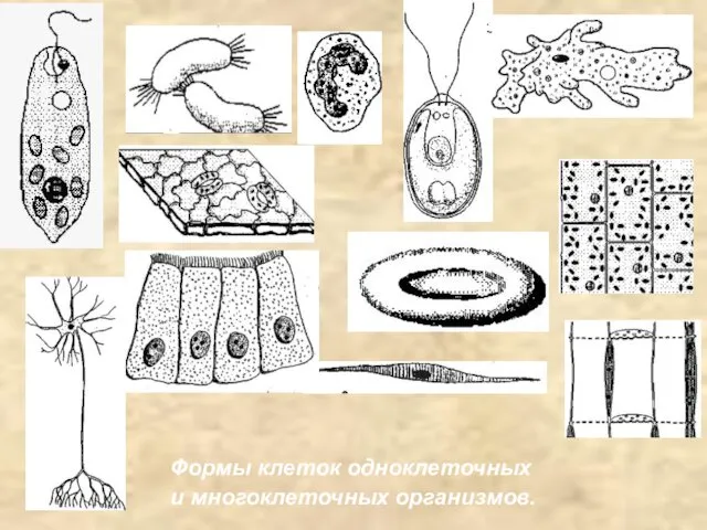 Формы клеток одноклеточных и многоклеточных организмов.