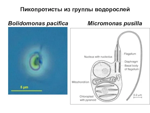 Пикопротисты из группы водорослей Bolidomonas pacifica Micromonas pusilla