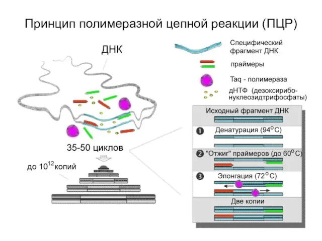 Принцип полимеразной цепной реакции (ПЦР)