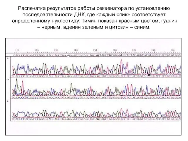 Распечатка результатов работы секвенатора по установлению последовательности ДНК, где каждый
