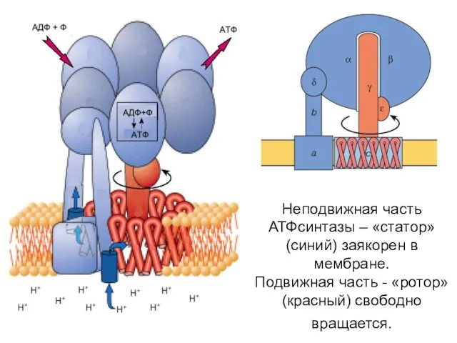 Неподвижная часть АТФсинтазы – «статор» (синий) заякорен в мембране. Подвижная часть - «ротор» (красный) свободно вращается.