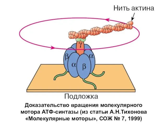 Доказательство вращения молекулярного мотора АТФ-синтазы (из статьи А.Н.Тихонова «Молекулярные моторы», СОЖ № 7, 1999)