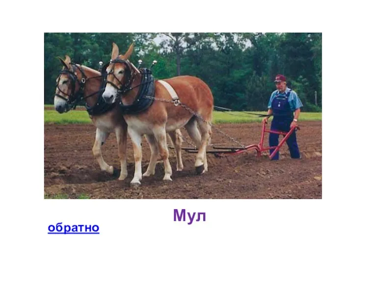 Мул обратно