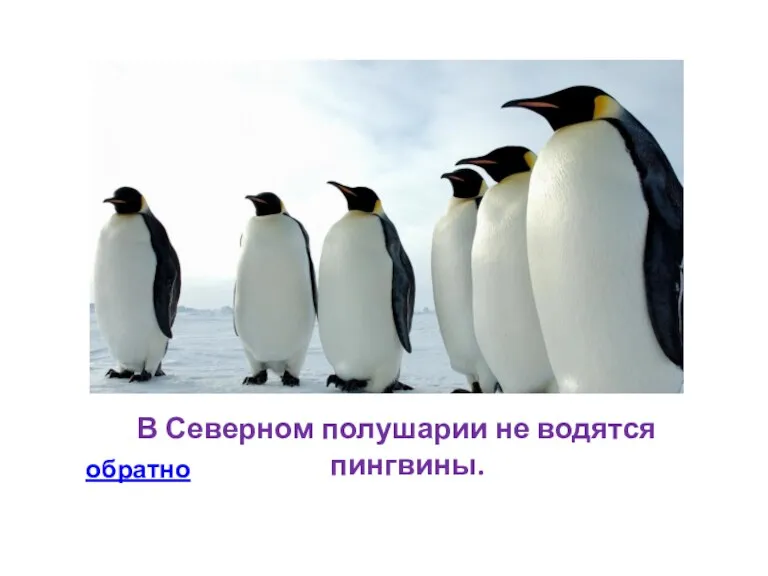 В Северном полушарии не водятся пингвины. обратно