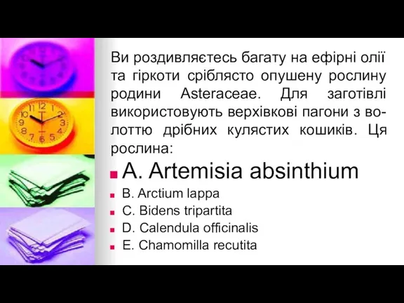 Ви роздивляєтесь багату на ефiрнi олiї та гiркоти срiблясто опушену