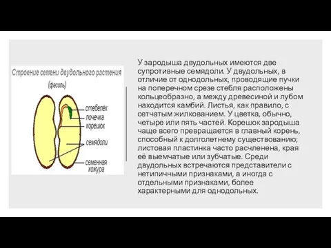 У зародыша двудольных имеются две супротивные семядоли. У двудольных, в