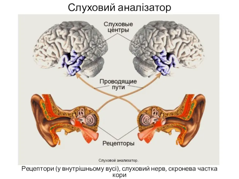 Слуховий аналізатор Рецептори (у внутрішньому вусі), слуховий нерв, скронева частка кори