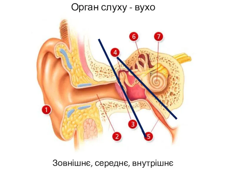 Орган слуху - вухо Зовнішнє, середнє, внутрішнє