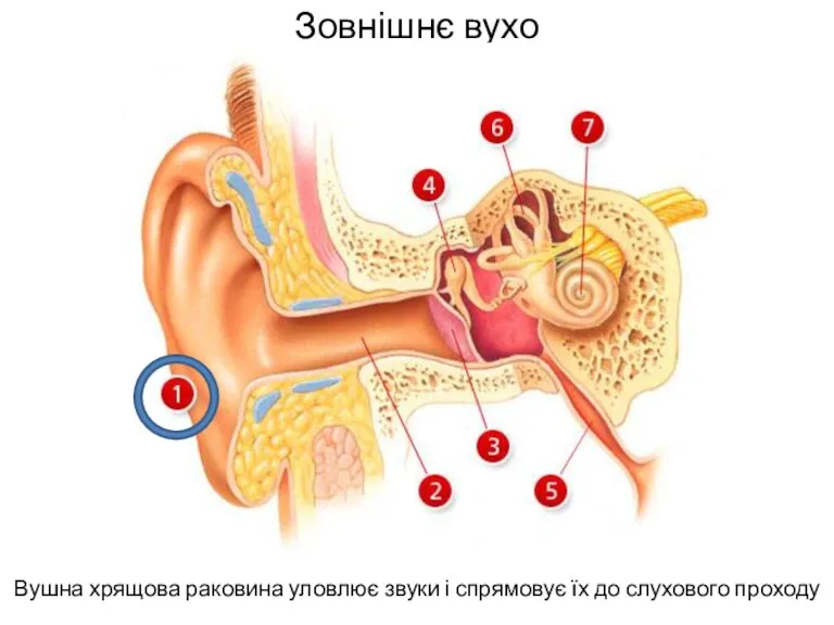 Зовнішнє вухо Вушна хрящова раковина уловлює звуки і спрямовує їх до слухового проходу