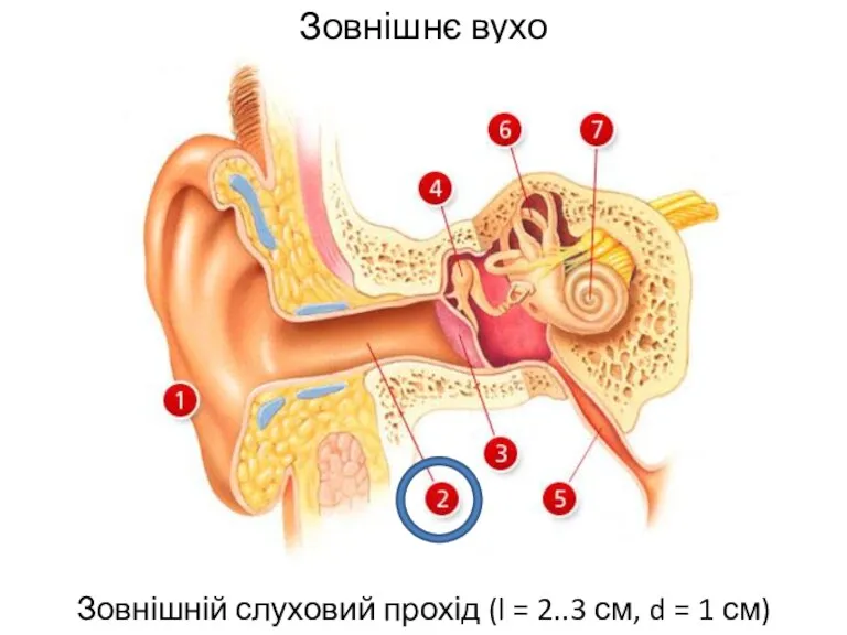 Зовнішнє вухо Зовнішній слуховий прохід (l = 2..3 см, d = 1 см)