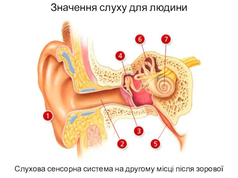 Значення слуху для людини Слухова сенсорна система на другому місці після зорової