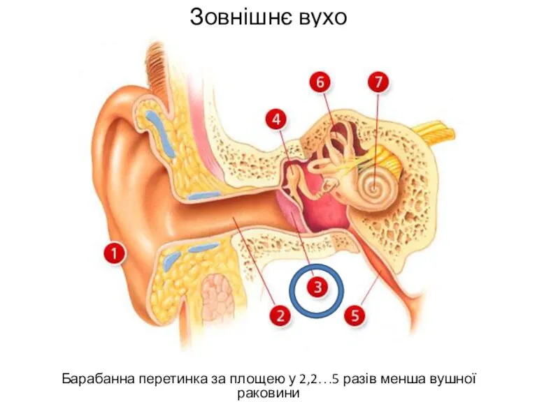 Зовнішнє вухо Барабанна перетинка за площею у 2,2…5 разів менша вушної раковини