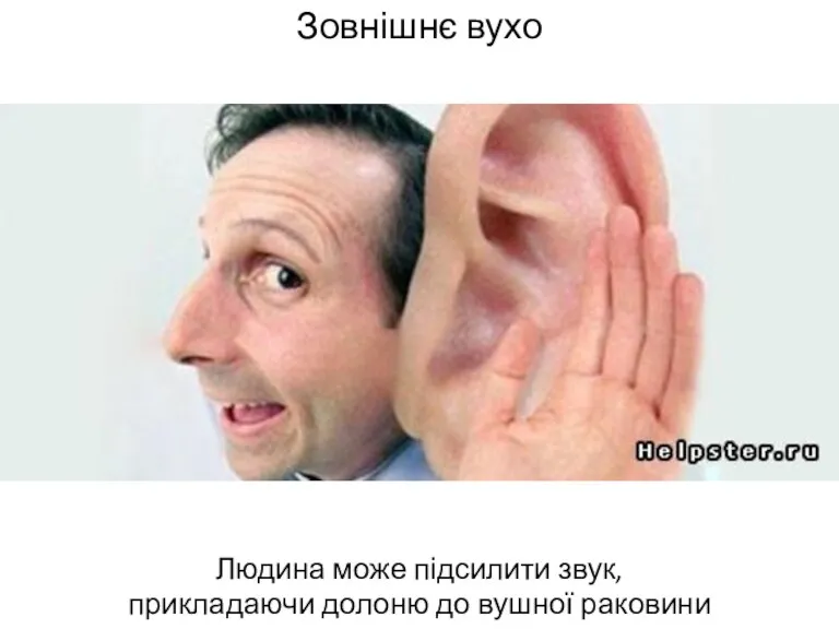 Зовнішнє вухо Людина може підсилити звук, прикладаючи долоню до вушної раковини