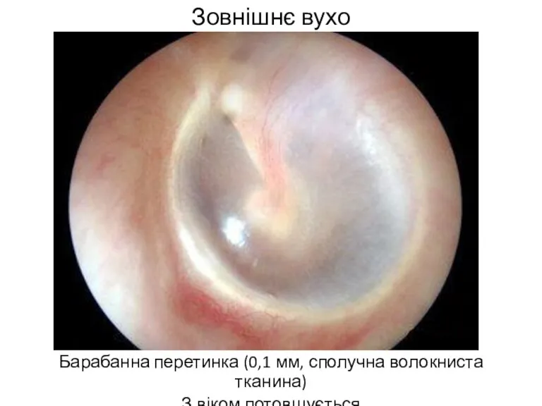 Зовнішнє вухо Барабанна перетинка (0,1 мм, сполучна волокниста тканина) З віком потовщується