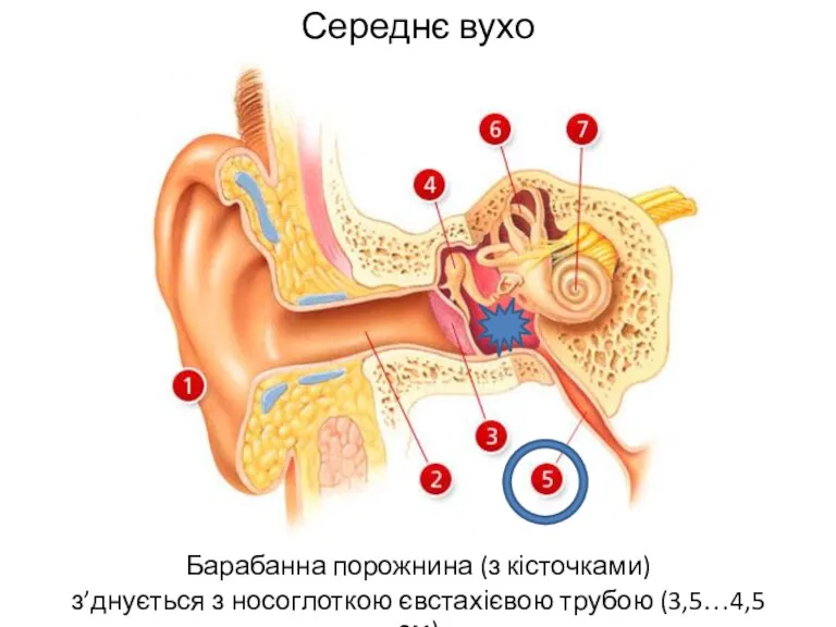 Середнє вухо Барабанна порожнина (з кісточками) з’днується з носоглоткою євстахієвою трубою (3,5…4,5 см)