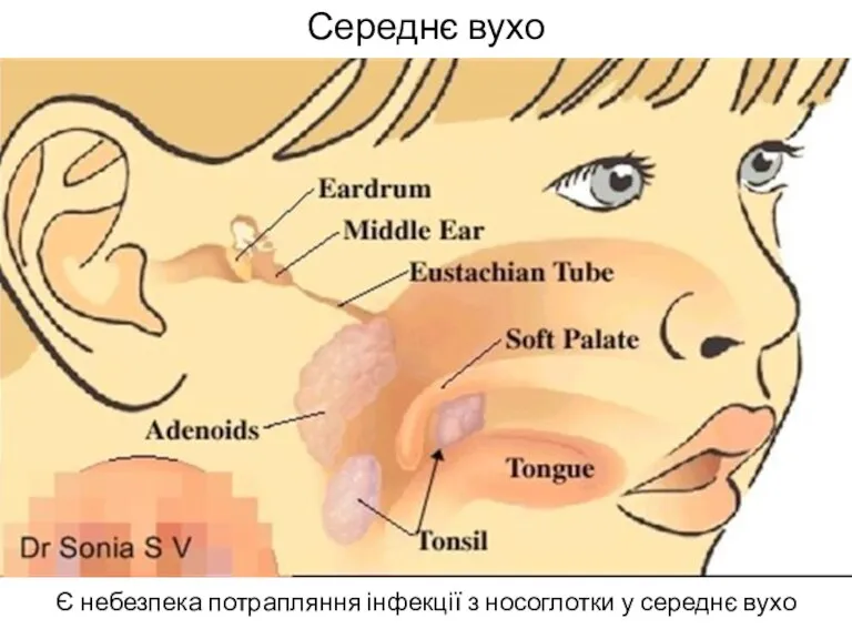 Середнє вухо Є небезпека потрапляння інфекції з носоглотки у середнє вухо
