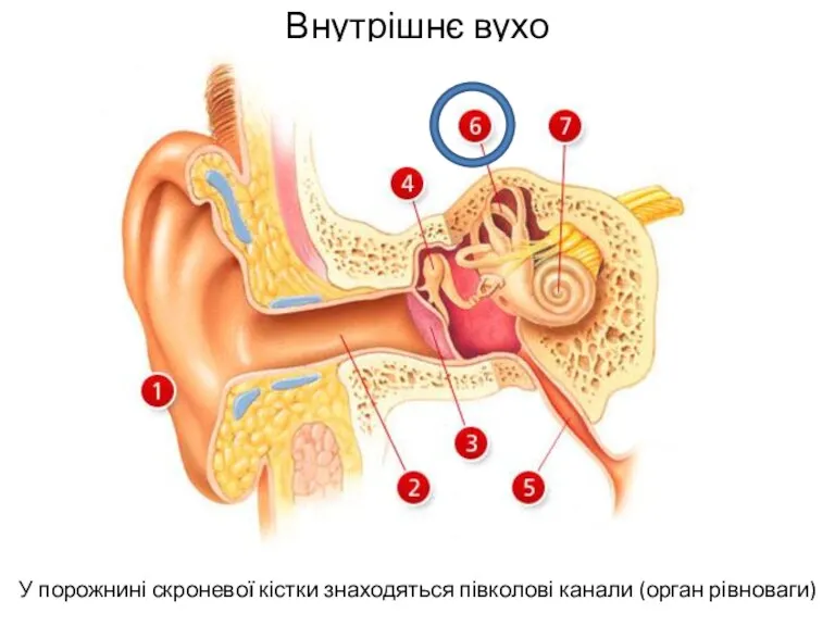 Внутрішнє вухо У порожнині скроневої кістки знаходяться півколові канали (орган рівноваги)