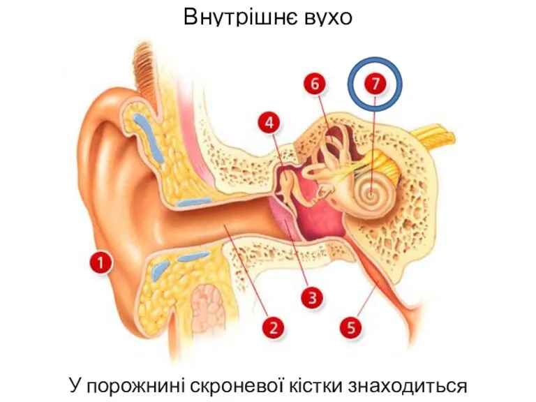 Внутрішнє вухо У порожнині скроневої кістки знаходиться завитка