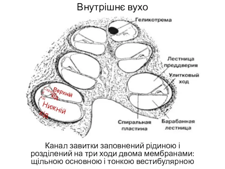 Внутрішнє вухо Канал завитки заповнений рідиною і розділений на три