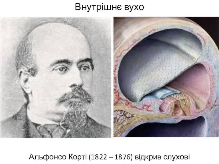 Внутрішнє вухо Альфонсо Корті (1822 – 1876) відкрив слухові рецептори