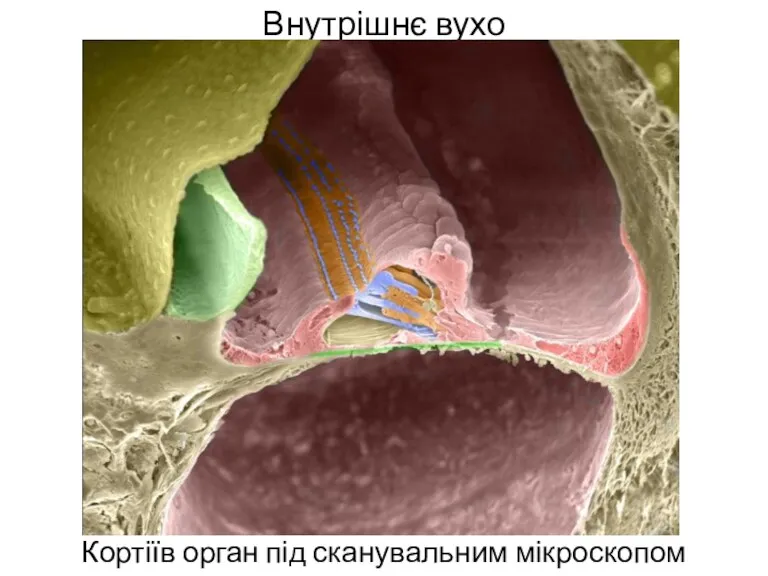 Внутрішнє вухо Кортіїв орган під сканувальним мікроскопом