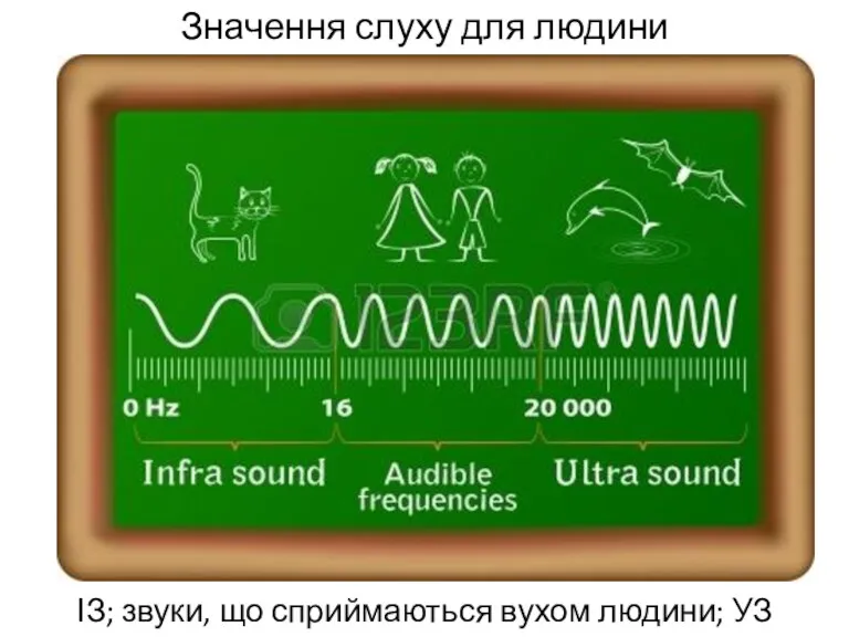 Значення слуху для людини ІЗ; звуки, що сприймаються вухом людини; УЗ